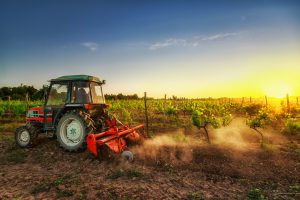 Vines on the field and working tractor at sunset