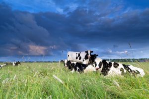 cows relaxed on pasture over clouded sky
