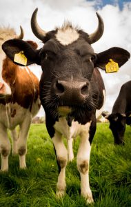 livestock-384628_960_720